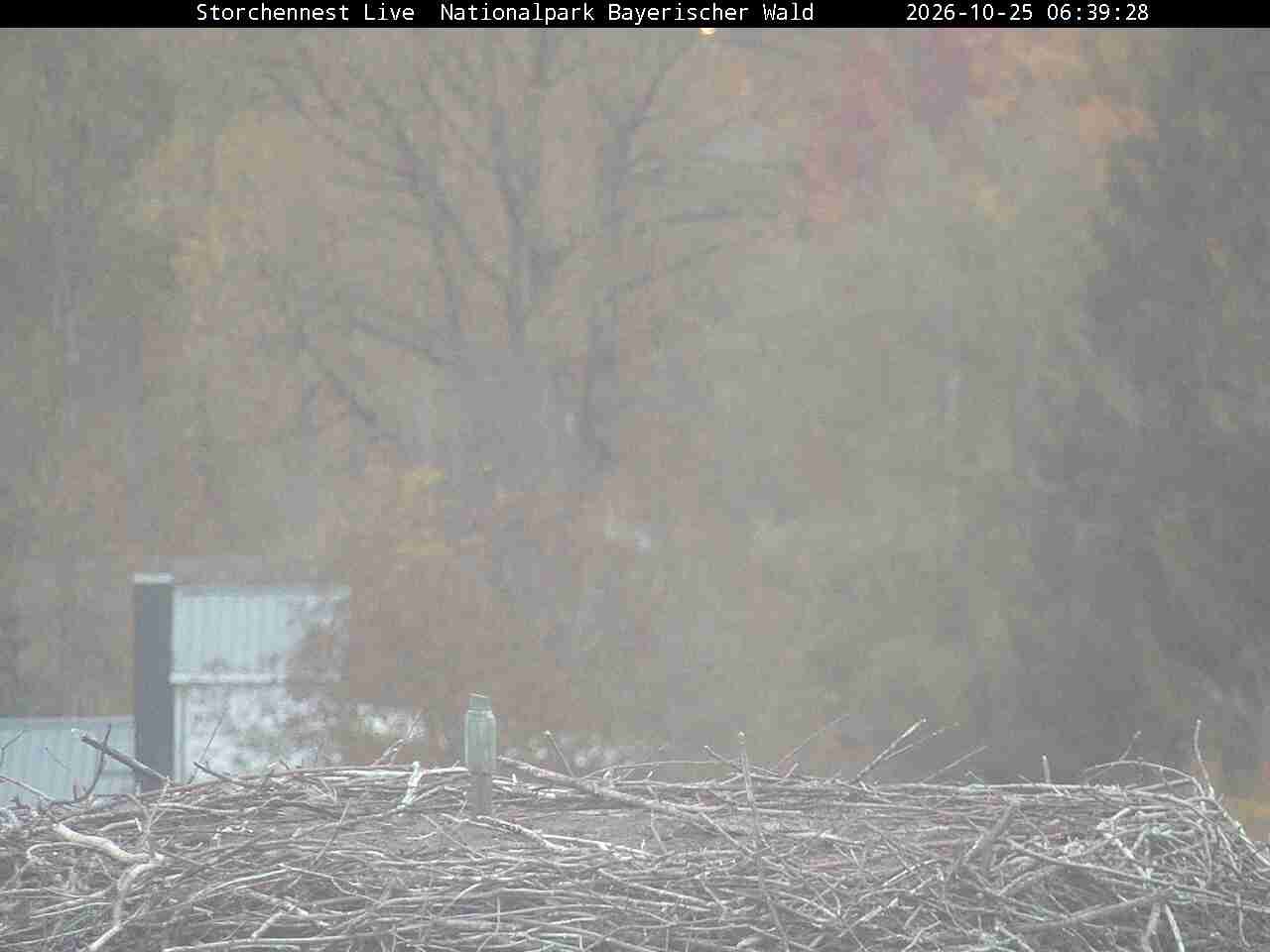 Archiv Foto Webcam Nationalpark Bayerischer Wald - Storchennest - Grafenau