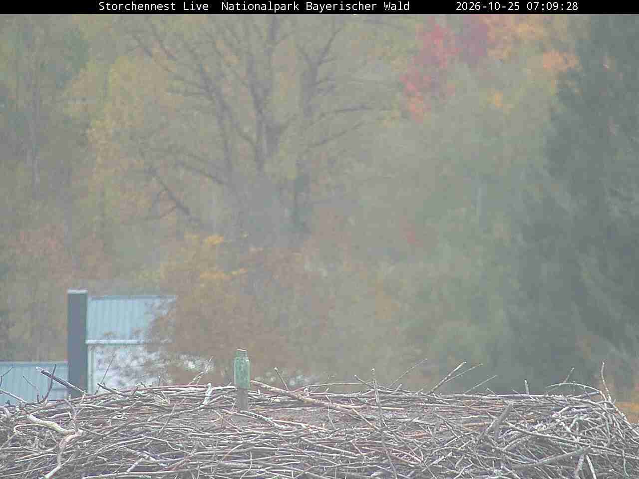 Archiv Foto Webcam Nationalpark Bayerischer Wald - Storchennest - Grafenau