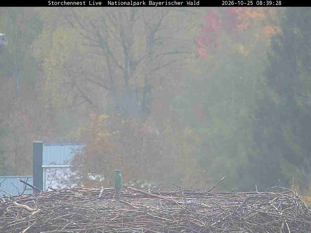 Archiv Foto Webcam Nationalpark Bayerischer Wald - Storchennest - Grafenau