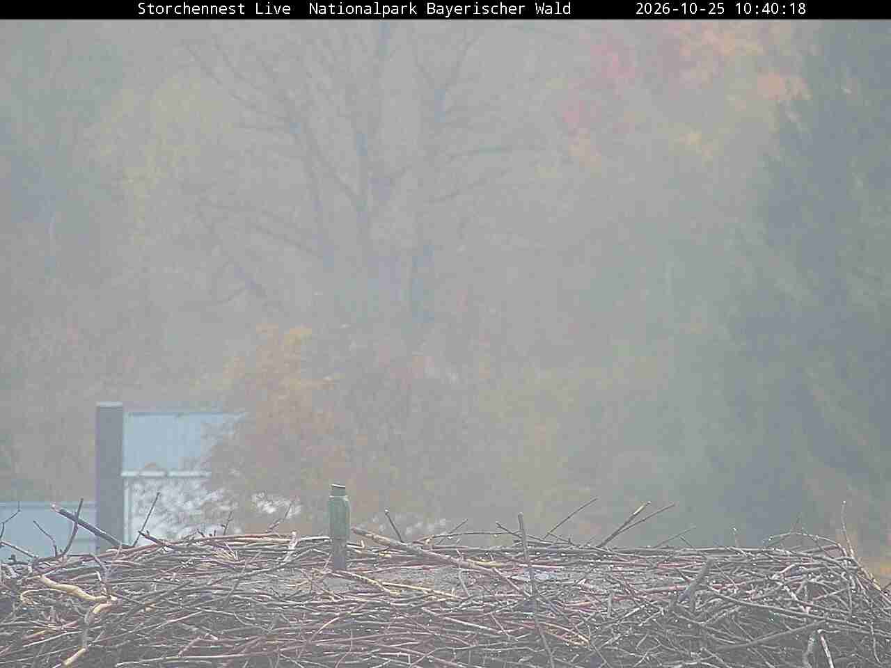 Archiv Foto Webcam Nationalpark Bayerischer Wald - Storchennest - Grafenau