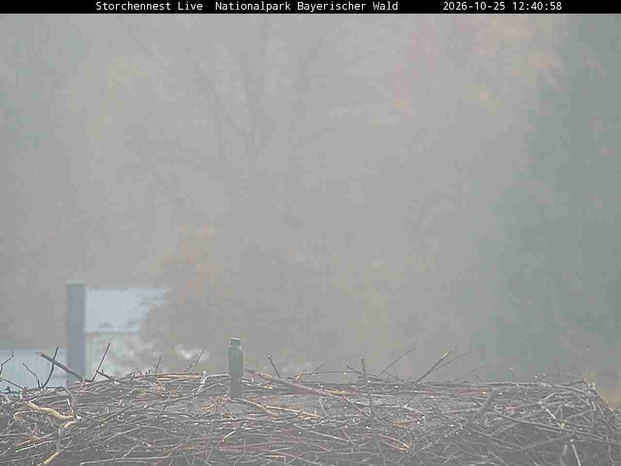 Archiv Foto Webcam Nationalpark Bayerischer Wald - Storchennest - Grafenau