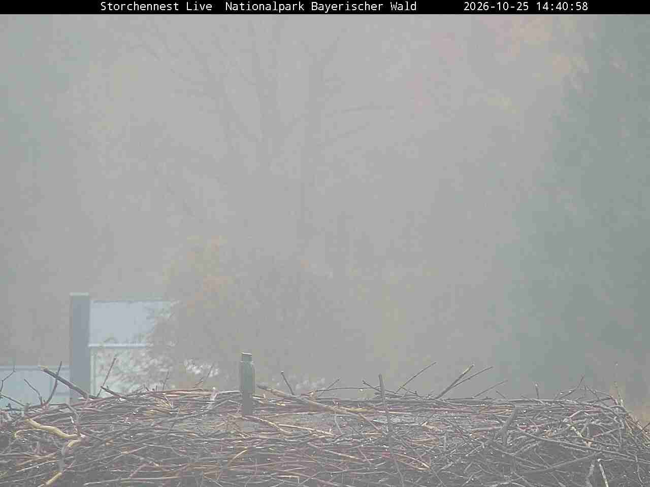Archived image Webcam Bavarian Forest National Park - Stork Nest