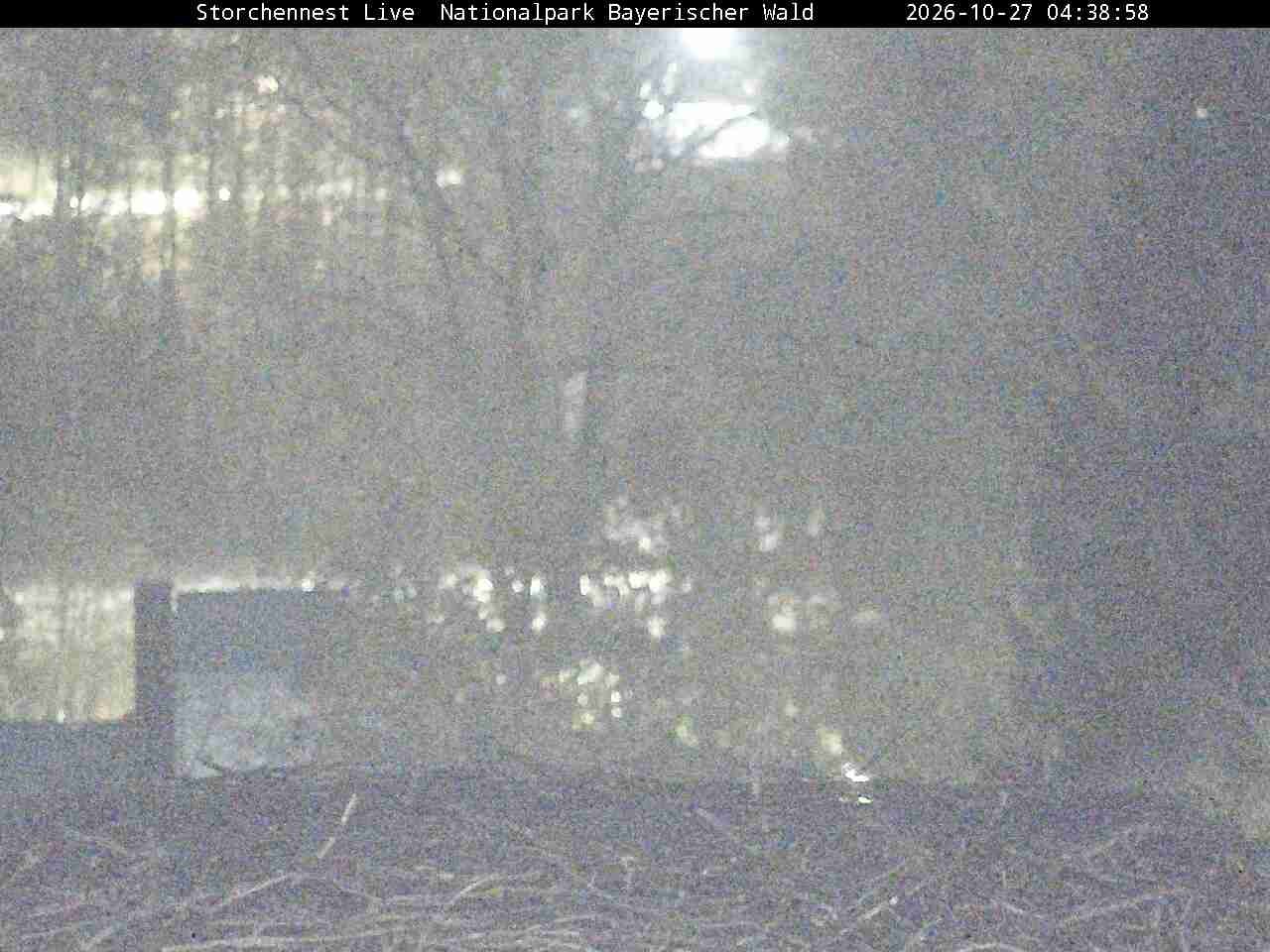 Archiv Foto Webcam Nationalpark Bayerischer Wald - Storchennest - Grafenau