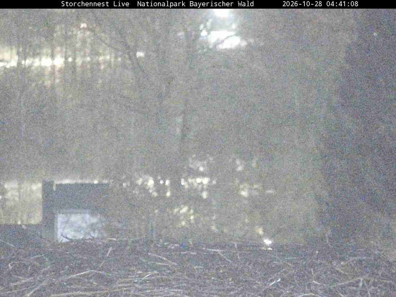 Archiv Foto Webcam Nationalpark Bayerischer Wald - Storchennest - Grafenau