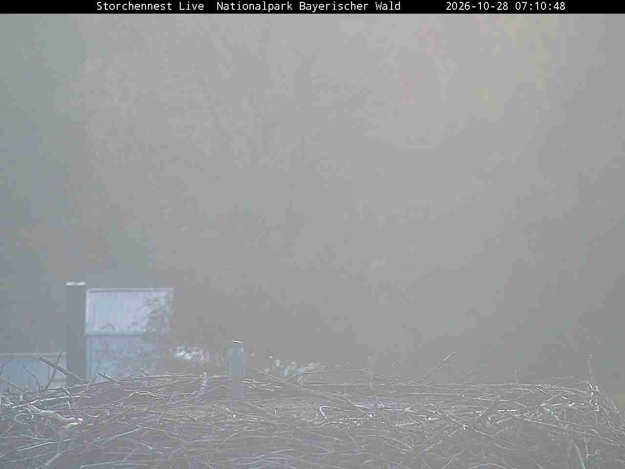 Archiv Foto Webcam Nationalpark Bayerischer Wald - Storchennest - Grafenau
