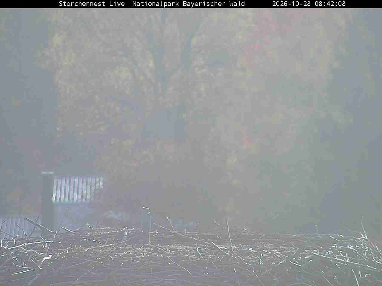 Archiv Foto Webcam Nationalpark Bayerischer Wald - Storchennest - Grafenau