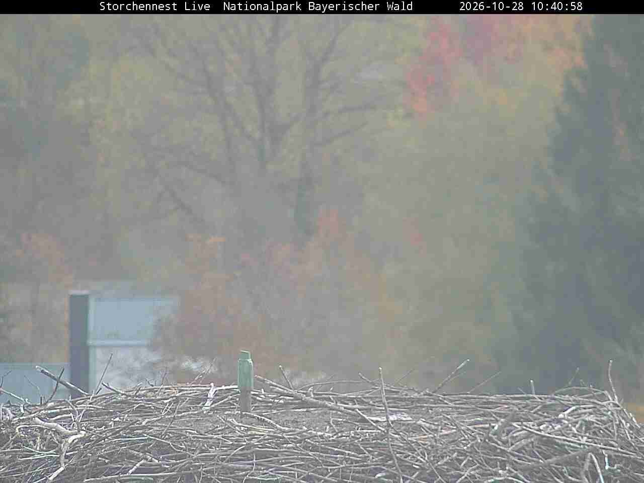 Archiv Foto Webcam Nationalpark Bayerischer Wald - Storchennest - Grafenau