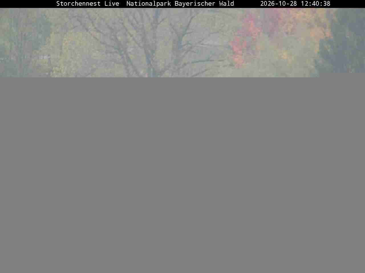 Archiv Foto Webcam Nationalpark Bayerischer Wald - Storchennest - Grafenau