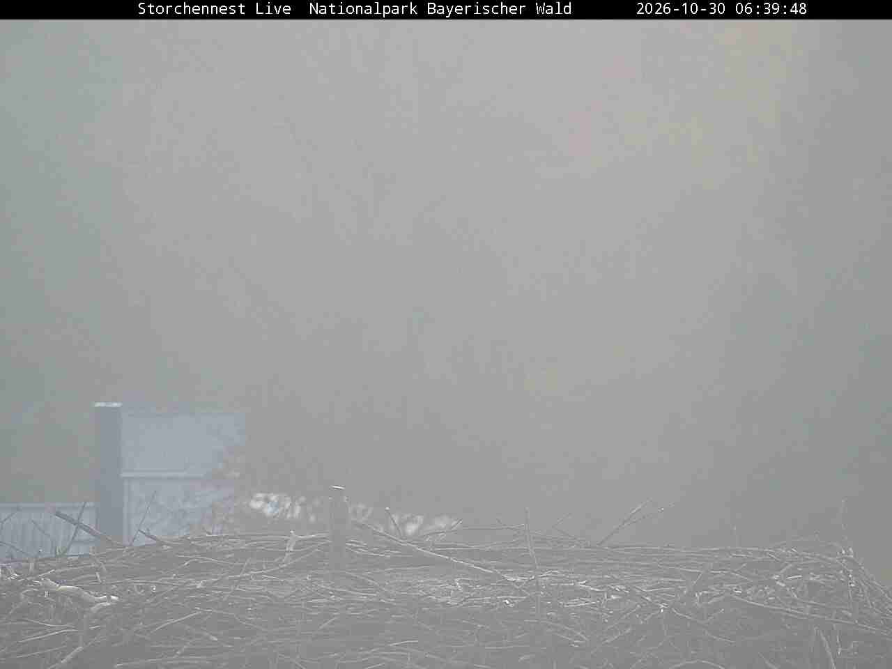 Archiv Foto Webcam Nationalpark Bayerischer Wald - Storchennest - Grafenau