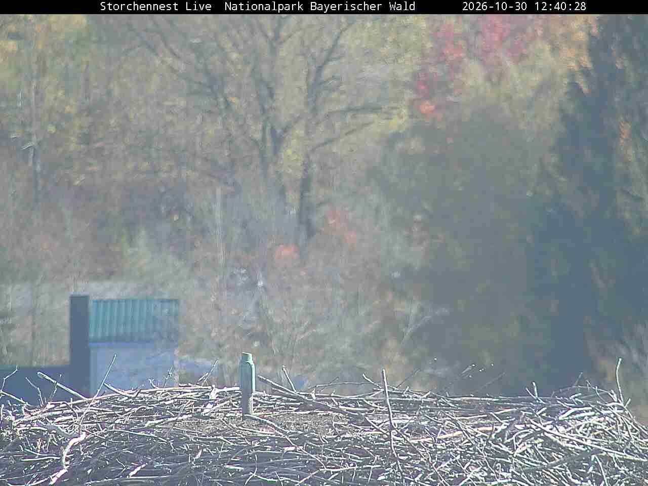 Archiv Foto Webcam Nationalpark Bayerischer Wald - Storchennest - Grafenau