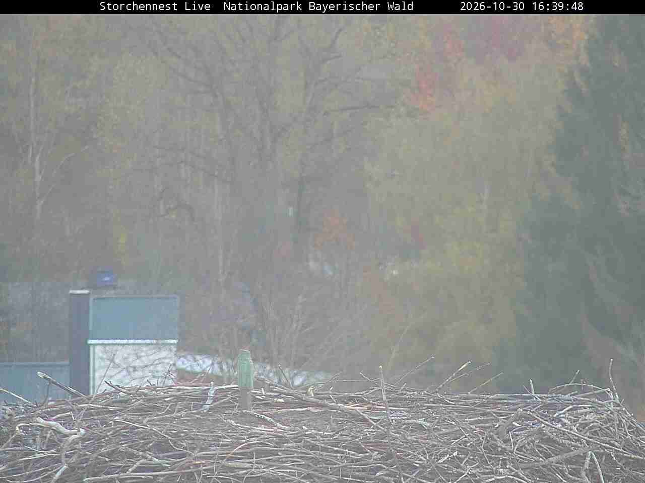 Archiv Foto Webcam Nationalpark Bayerischer Wald - Storchennest - Grafenau