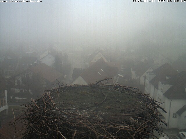 Archiv Foto Webcam Storchennest Bad Waldsee