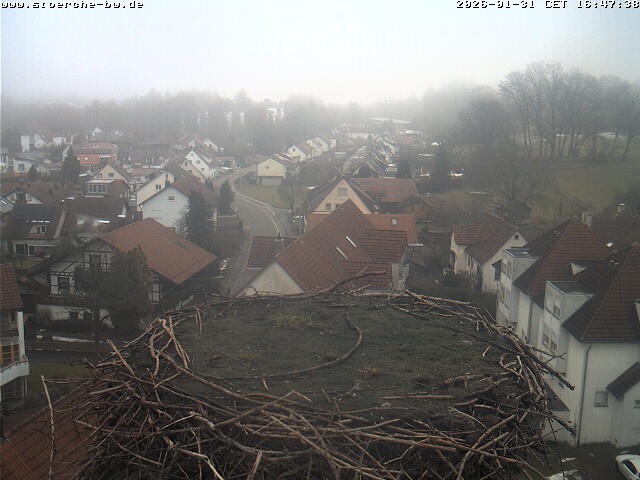 Archiv Foto Webcam Storchennest Bad Waldsee