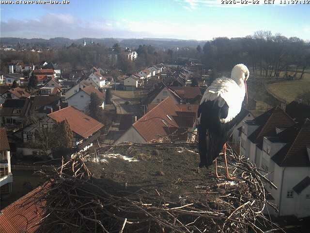 Archiv Foto Webcam Storchennest Bad Waldsee