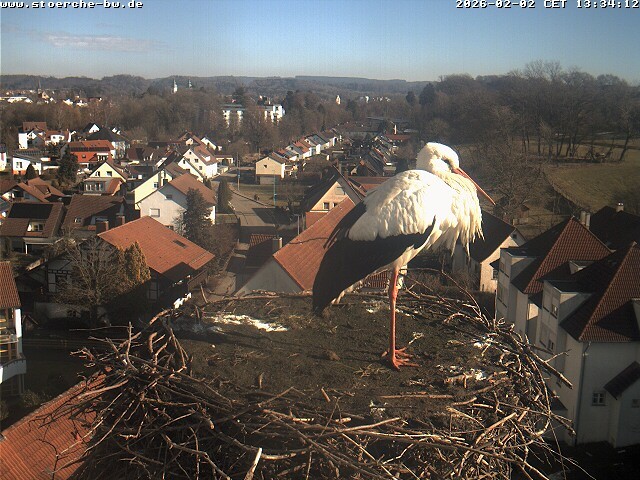 Archiv Foto Webcam Storchennest Bad Waldsee