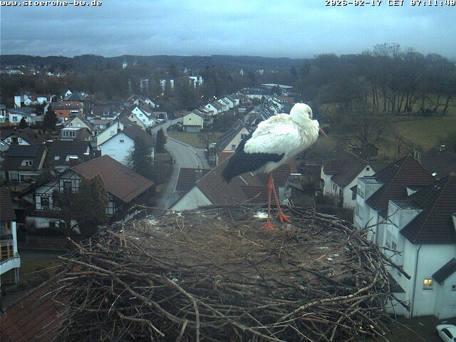 Archiv Foto Webcam Storchennest Bad Waldsee