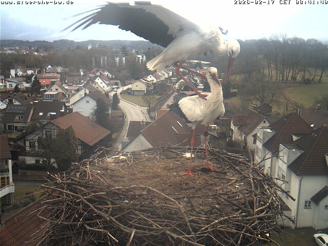 Archiv Foto Webcam Storchennest Bad Waldsee