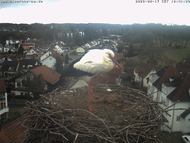 Archiv Foto Webcam Storchennest Bad Waldsee