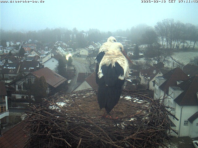 Archiv Foto Webcam Storchennest Bad Waldsee