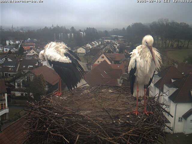 Archiv Foto Webcam Storchennest Bad Waldsee