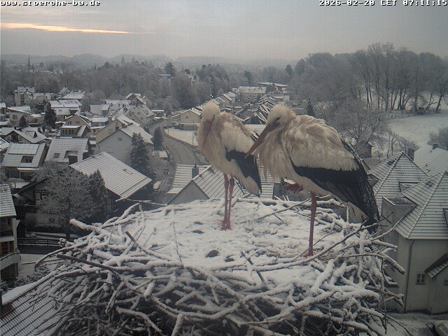 Archiv Foto Webcam Storchennest Bad Waldsee