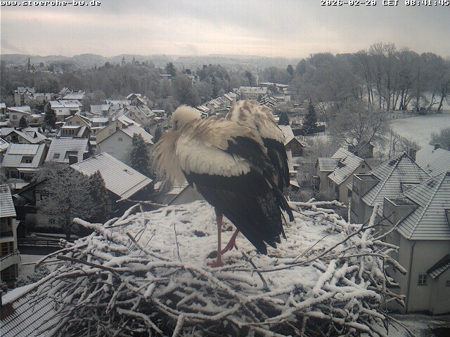 Archiv Foto Webcam Storchennest Bad Waldsee