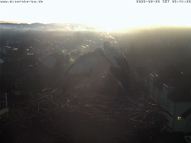 Archiv Foto Webcam Storchennest Bad Waldsee