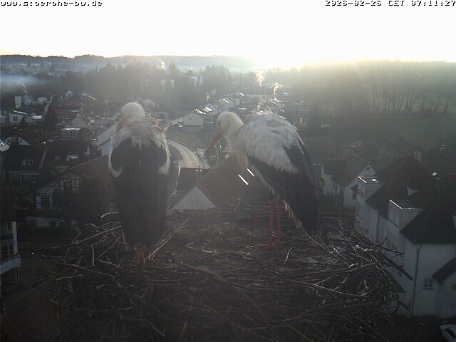 Archiv Foto Webcam Storchennest Bad Waldsee