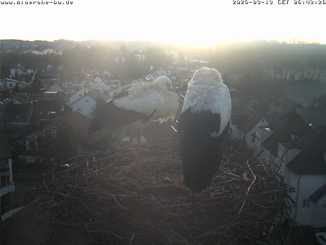 Archiv Foto Webcam Storchennest Bad Waldsee