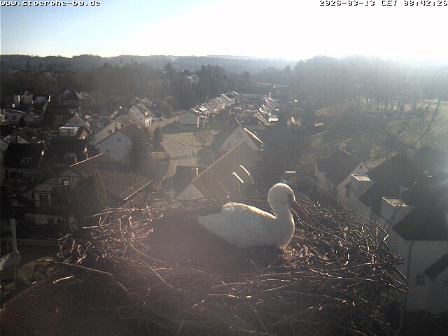 Archiv Foto Webcam Storchennest Bad Waldsee