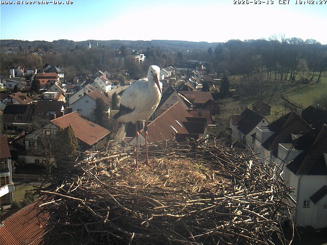 Archiv Foto Webcam Storchennest Bad Waldsee