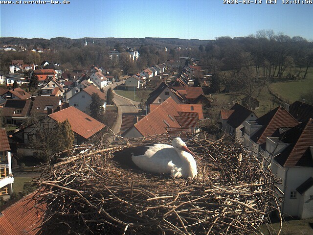 Archiv Foto Webcam Storchennest Bad Waldsee