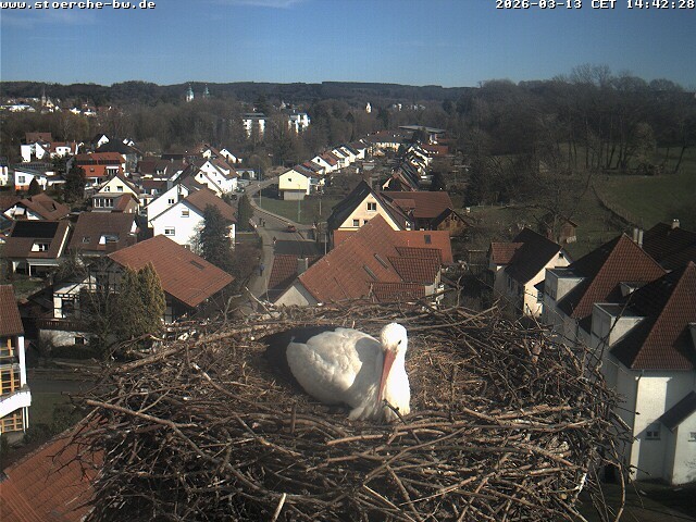 Archiv Foto Webcam Storchennest Bad Waldsee