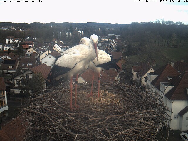 Archiv Foto Webcam Storchennest Bad Waldsee
