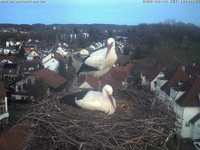Archiv Foto Webcam Storchennest Bad Waldsee