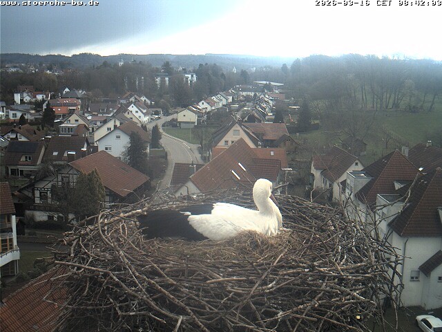 Archiv Foto Webcam Storchennest Bad Waldsee