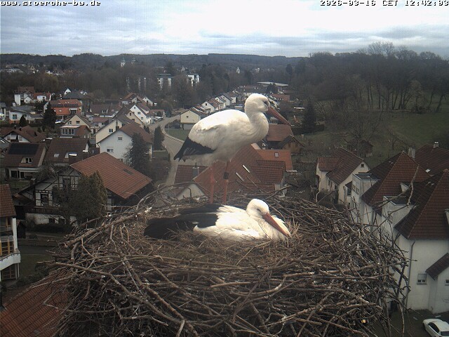 Archiv Foto Webcam Storchennest Bad Waldsee