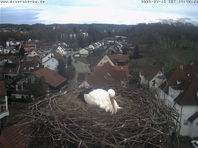 Archiv Foto Webcam Storchennest Bad Waldsee