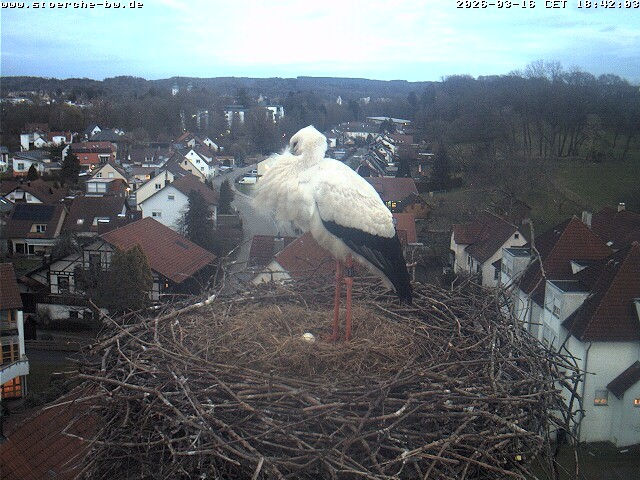 Archiv Foto Webcam Storchennest Bad Waldsee