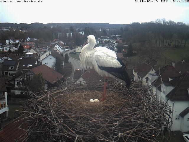 Archiv Foto Webcam Storchennest Bad Waldsee