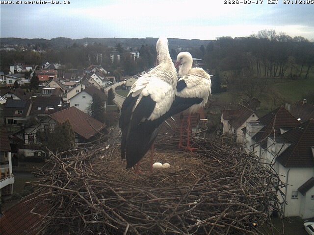 Archiv Foto Webcam Storchennest Bad Waldsee