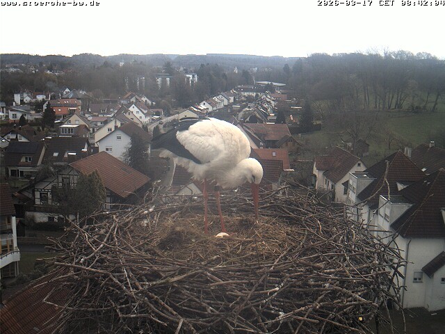 Archiv Foto Webcam Storchennest Bad Waldsee