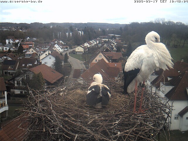 Archiv Foto Webcam Storchennest Bad Waldsee