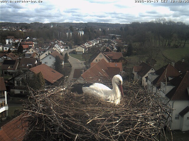 Archiv Foto Webcam Storchennest Bad Waldsee