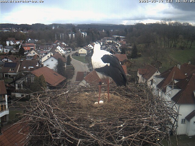 Archiv Foto Webcam Storchennest Bad Waldsee