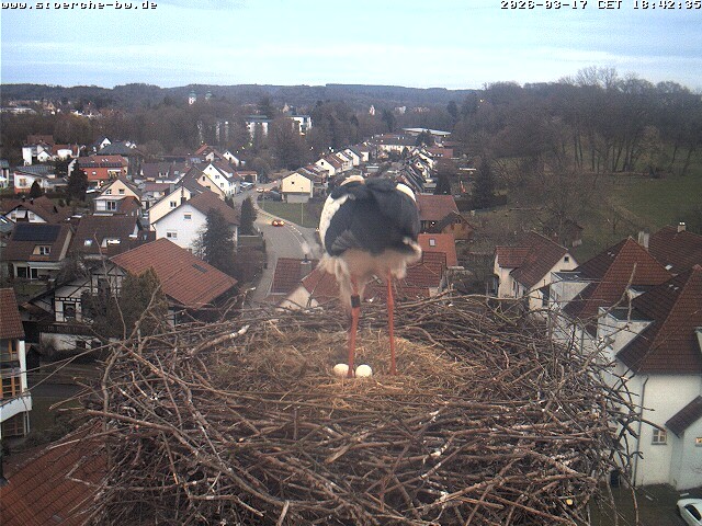 Archiv Foto Webcam Storchennest Bad Waldsee