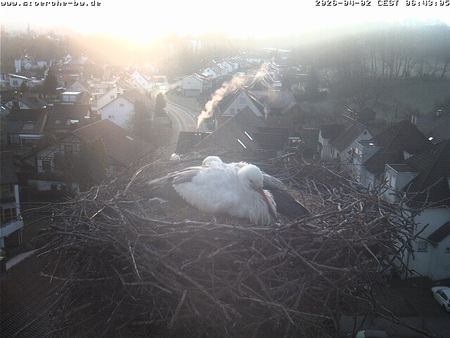 Archiv Foto Webcam Storchennest Bad Waldsee