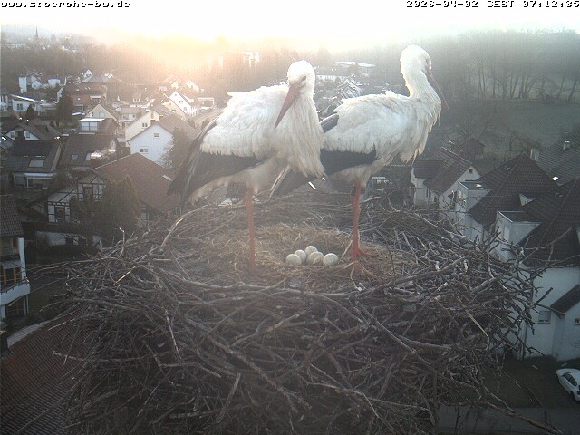 Archiv Foto Webcam Storchennest Bad Waldsee
