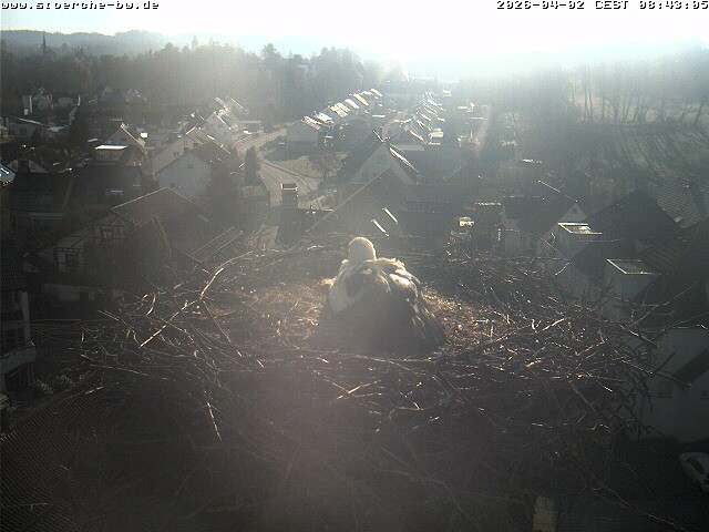 Archiv Foto Webcam Storchennest Bad Waldsee