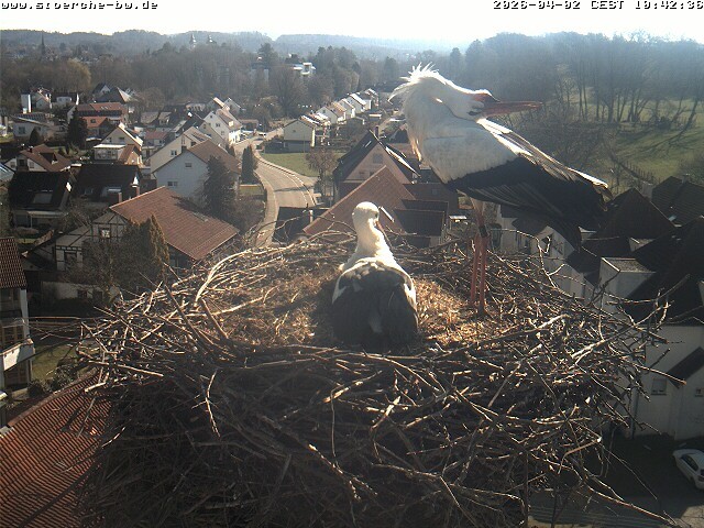 Archiv Foto Webcam Storchennest Bad Waldsee